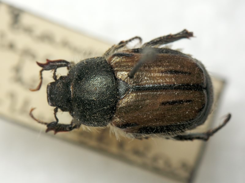 Blitopertha lineolata (Fischer von Waldheim, 1824)